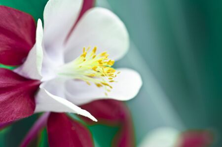 Close-up of red, white and yellow columbine flowersの写真素材