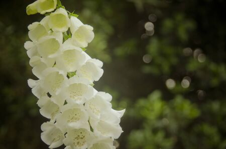 Close-up of the spike of white foxglove flowersの写真素材