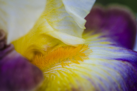Close-up of purple Iris with yellow bearded stamenの写真素材