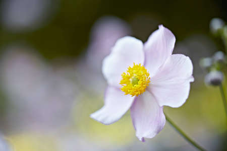 Anemone japonica var hupehensis - The Fall Anemone comes from Asia, China, Japan