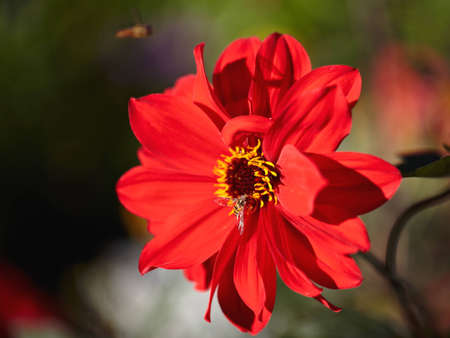 Just blossoming existing Dahlia の写真素材
