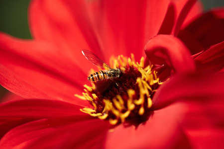 Just blossoming existing Dahlia