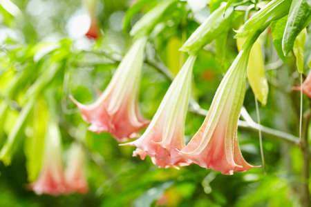 Flowerの写真素材