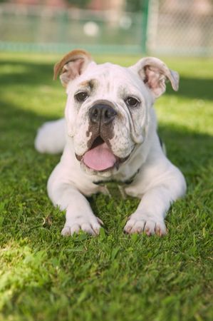 Bulldog laying on green grass in the parkの写真素材