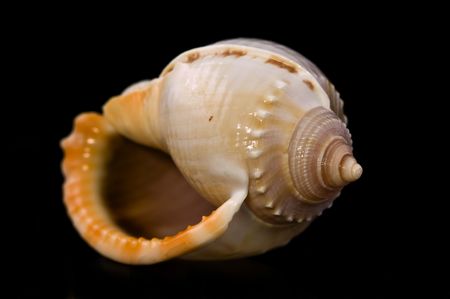 Isolated Sea shell on blackの写真素材