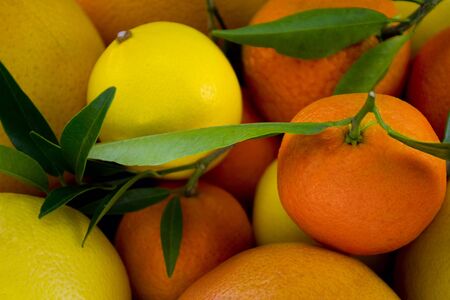 Citric close upの写真素材