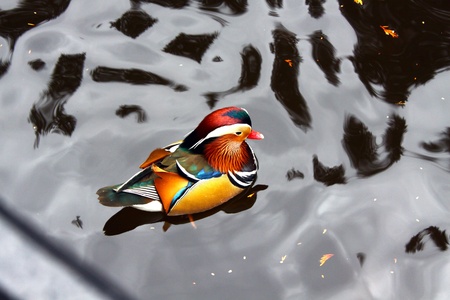 Mandarin Duckの写真素材