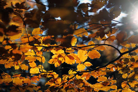 Autumn forest canopyの写真素材