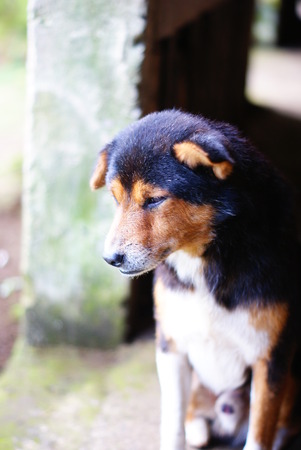Sad Dog Lookの写真素材
