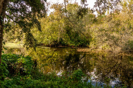 Much of the natural and man-made beauty you will see as you walk the trails of Sawgrass Lake Park.の写真素材