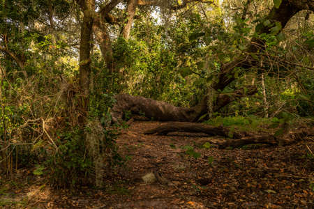 Much of the natural and man-made beauty you will see as you walk the trails of Sawgrass Lake Park.の写真素材