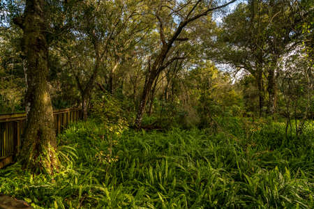 Much of the natural and man-made beauty you will see as you walk the trails of Sawgrass Lake Park.の写真素材