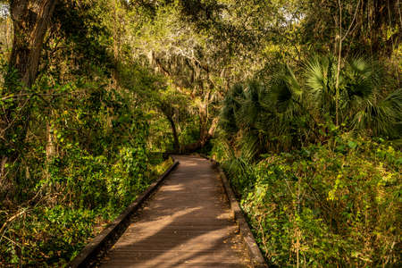 Much of the natural and man-made beauty you will see as you walk the trails of Sawgrass Lake Park.の写真素材