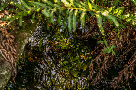 Some of the incredible plants that grow at Sawgrass Lake Park in west central Florida.の写真素材