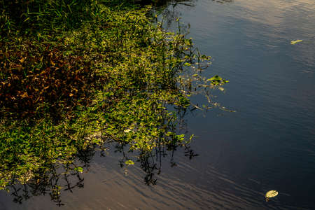 Some of the incredible plants that grow at Sawgrass Lake Park in west central Florida.の写真素材