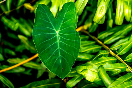Some of the incredible plants that grow at Sawgrass Lake Park in west central Florida.の写真素材