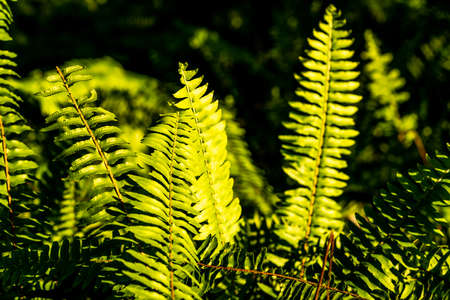 Some of the incredible plants that grow at Sawgrass Lake Park in west central Florida.の写真素材
