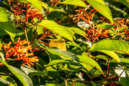 Some of the incredible plants that grow at Sawgrass Lake Park in west central Florida.の写真素材