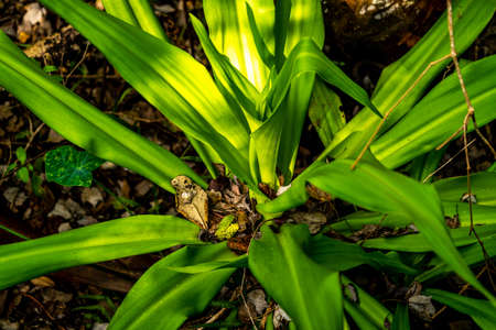 Some of the incredible plants that grow at Sawgrass Lake Park in west central Florida.の写真素材