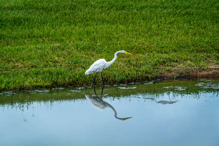 Just some of the abundant wildlife you will see at Sawgrass Lake Park in west central Floridaの写真素材