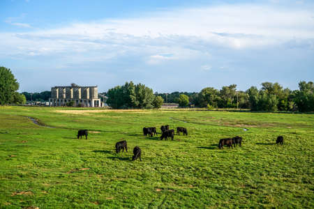 Cattle out in the field grazing and enjoying the day and if you look closely you can see prairie dog burrows in the ground around the cowsの写真素材