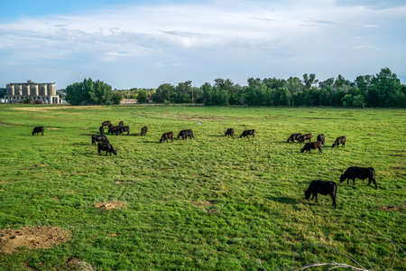 Cattle out in the field grazing and enjoying the day and if you look closely you can see prairie dog burrows in the ground around the cowsの写真素材