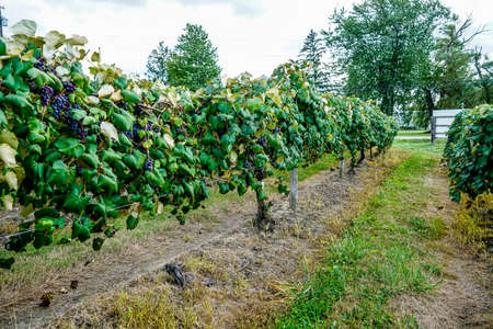 The concord grapes in northeast Ohio are almost ripe you can tell by the sweet aroma they put in the air.の写真素材