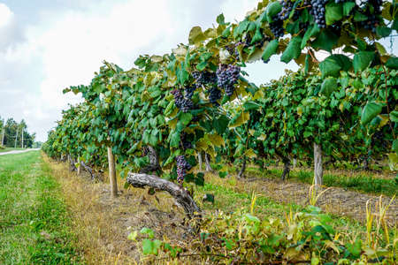 The concord grapes in northeast Ohio are almost ripe you can tell by the sweet aroma they put in the air.の写真素材