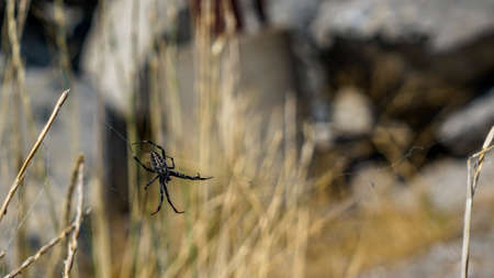 These amazing spiders were living in the rocks around the Great Salt Lake in Utah.の写真素材
