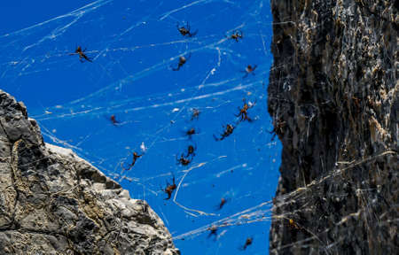 These amazing spiders were living in the rocks around the Great Salt Lake in Utah.