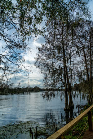 A look around the majestic Riverhills Park on the Hillsborough  River in Tampa.の写真素材