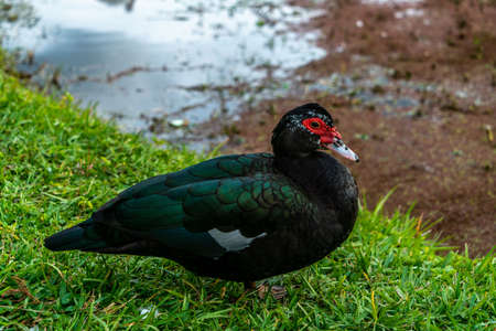 Ducks and Ibis walking around Riverhills Park on the Hillsborough  River in Tampa.の写真素材