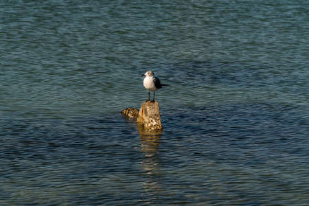 Birds perched on rocks and posts, relaxing in the late day sunshine.の写真素材