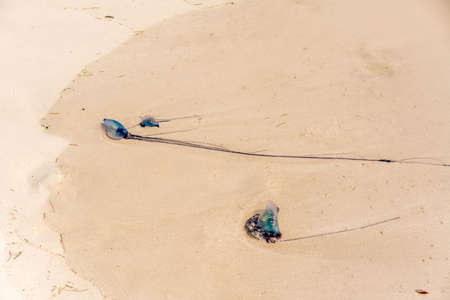 We found Portuguese man of war washed up on the sand as we walked Pensacola Beach on this windy...