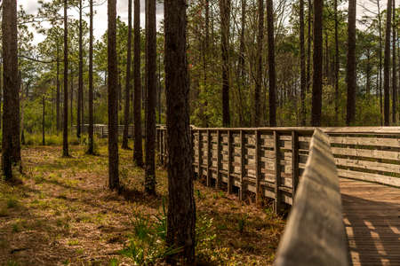 Tarkiln Bayou Preserve State Park near Pensacola Florida is a must see if your in the area.の写真素材