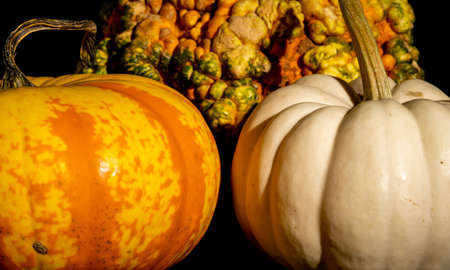 Pumpkins in all kinds of colors shapes and sizes.の写真素材