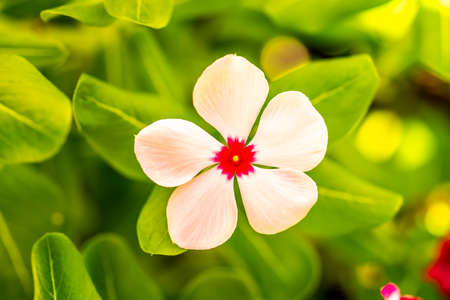 Flowers are nature's beauty in all colors, shapes, and sizes.の写真素材