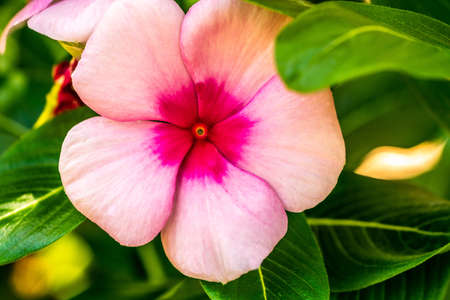 Flowers are nature's beauty in all colors, shapes, and sizes.の写真素材