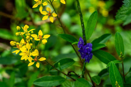 An assortment of beautiful flowers growing and blooming all over the park.の写真素材