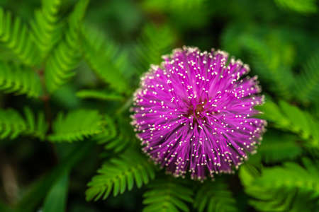 The amazing flowers you can find in the grass if you look hard enough.