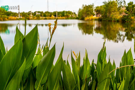 Flowers and vegetation growing by the pond.の写真素材