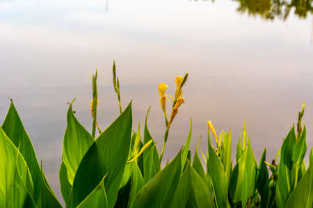Flowers and vegetation growing by the pond.の写真素材