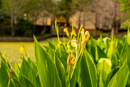 Flowers and vegetation growing by the pond.