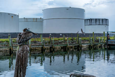 A bunch of Pelicans hanging around the fish market in Pensacola Florida hoping to get some scraps.の写真素材