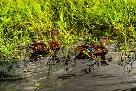 Ducks, Ibis and Anhingas all around the pond at the park.の写真素材