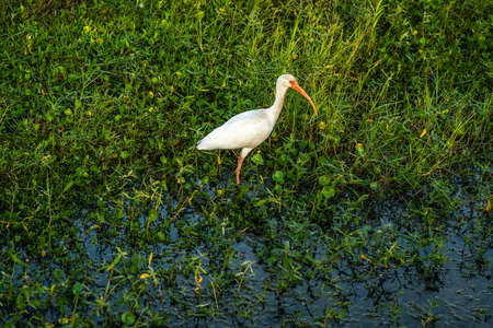 Ducks, Ibis and Anhingas all around the pond at the park.
