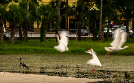 Ducks, Ibis and Anhingas all around the pond at the park.の写真素材