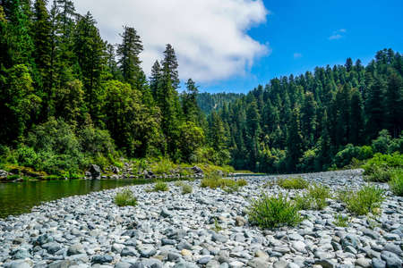 The incredibly clear waters of Redwood Creek that runs through Redwood National Park.の写真素材