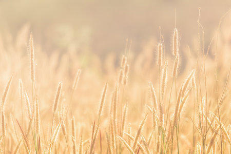 Summer grass sunset in hot summer evening with blurred background and warm colors.の写真素材