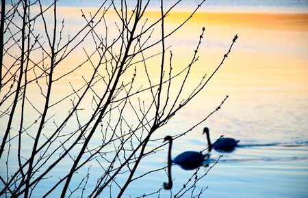A couple of swans in the sunset over the lakeの写真素材